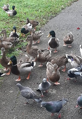 Group of pigeons and ducks on trail at Mingus Park