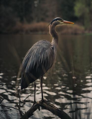 Blue Heron