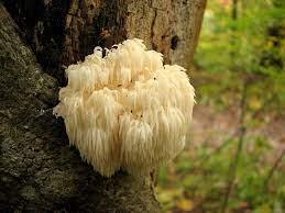 Pic Of Lions Main growing in nature