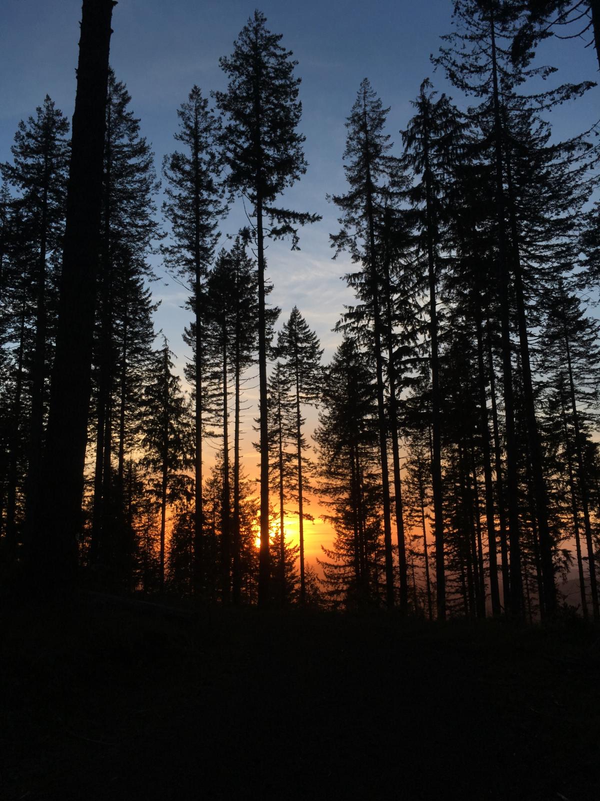 Dark trees in front of a sunset